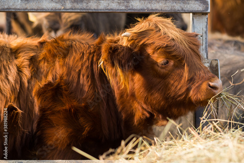 Red Scottish young bull with thick hair and small horns close-up. Chewing hay and looking at the frame on the farm. Cattle, Pets in the village. Symbol of the new year on the Eastern calendar. photo