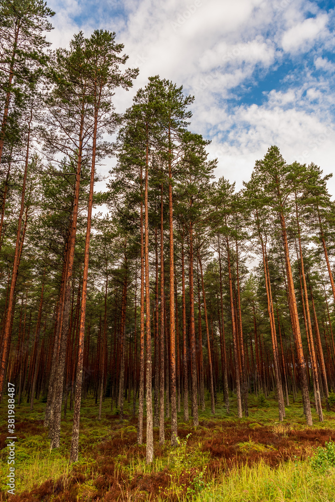 forest with slender, tall pines and blue skies forest with slender, tall pines and blue skies