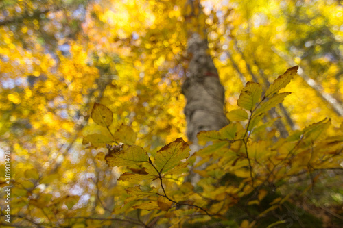 Yellow leaves in the autumn forest at sunny day. Autumn forest blurred background 