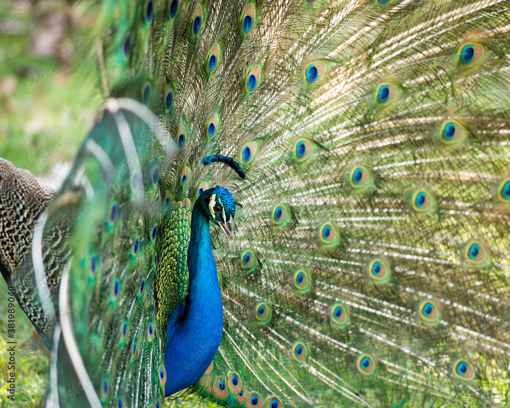 Fototapeta premium Peacock Stock Photos. Close-up profile, displaying fold open elaborate fan with train shimmering feathers with blue-green plumage with eye spots on the fan tail, head ornament. Image. Picture. 