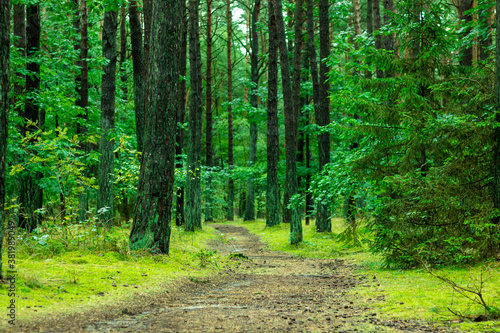 Green forest. Path through a fairy-tale forest. 