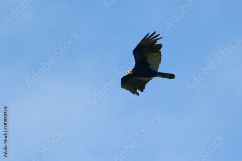 Greater Yellow-headed Vulture - Cathartes melambrotus - Cuyabeno Wildlife Reserve, Amazonia, Ecuador photo