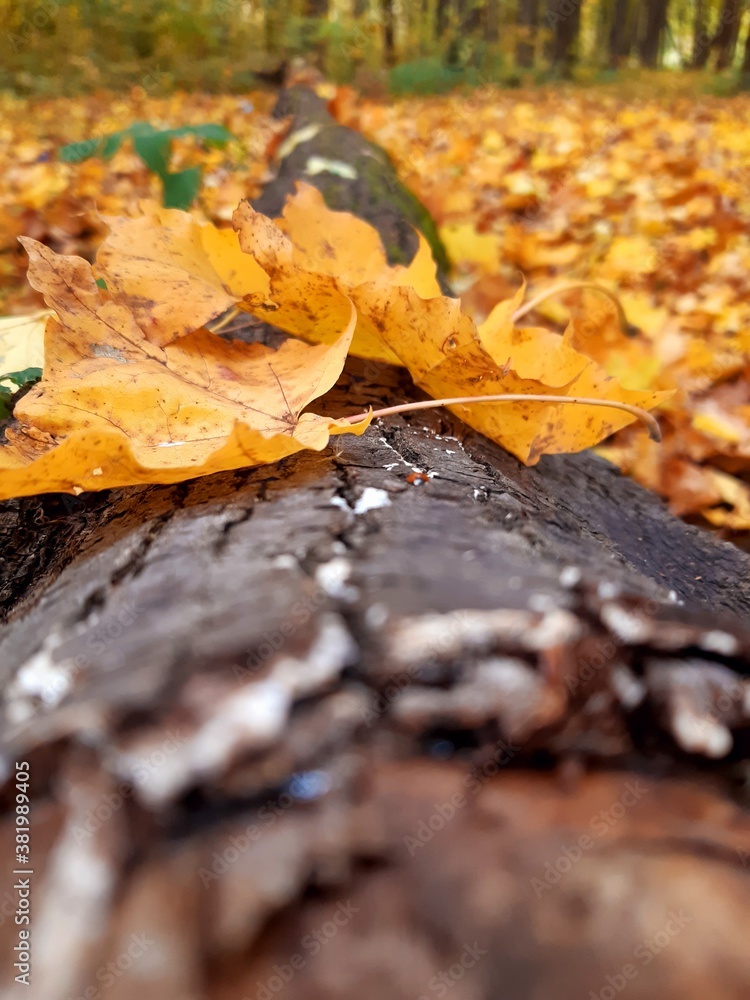 autumn leaves in the park autumn leaves in the park