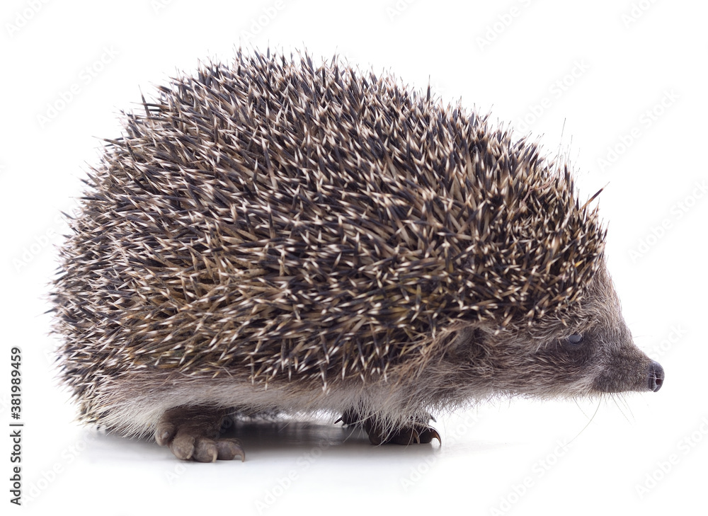 Obraz premium One little hedgehog.