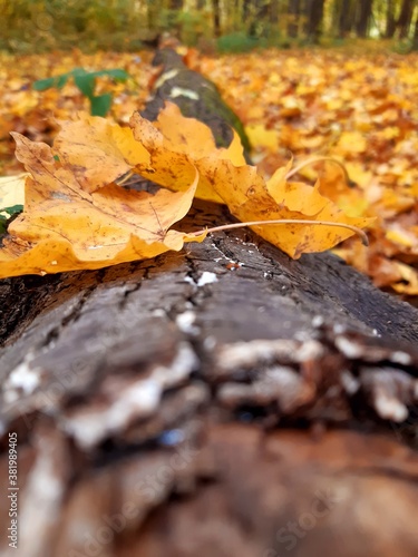 autumn leaves in the park