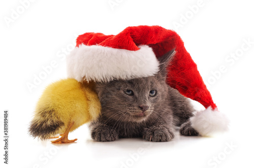 Kitten and duckling in Christmas hat.