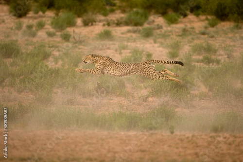 Cheetah Running in Kalahari Desert, Kgalagadi Transfrontier Park, South Africa