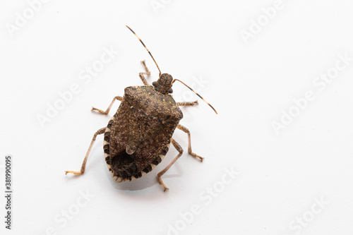 Macro of Halyomorpha halys, brown marmorated stink bug, isolated on white background photo