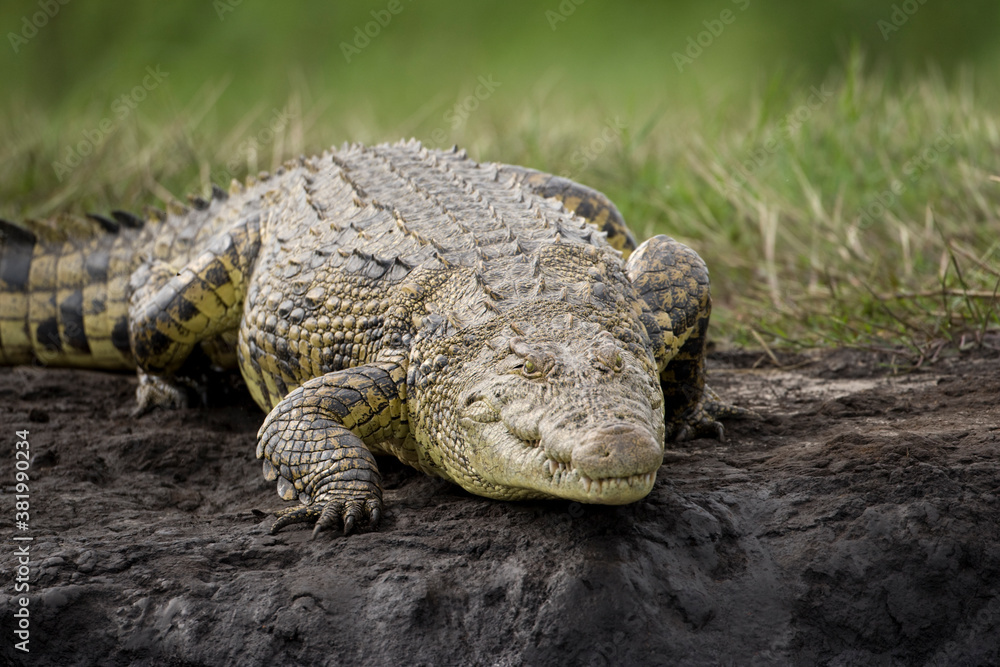 Nile Crocodile, Chobe National Park, Botswana Nile Crocodile, Chobe National Park, Botswana