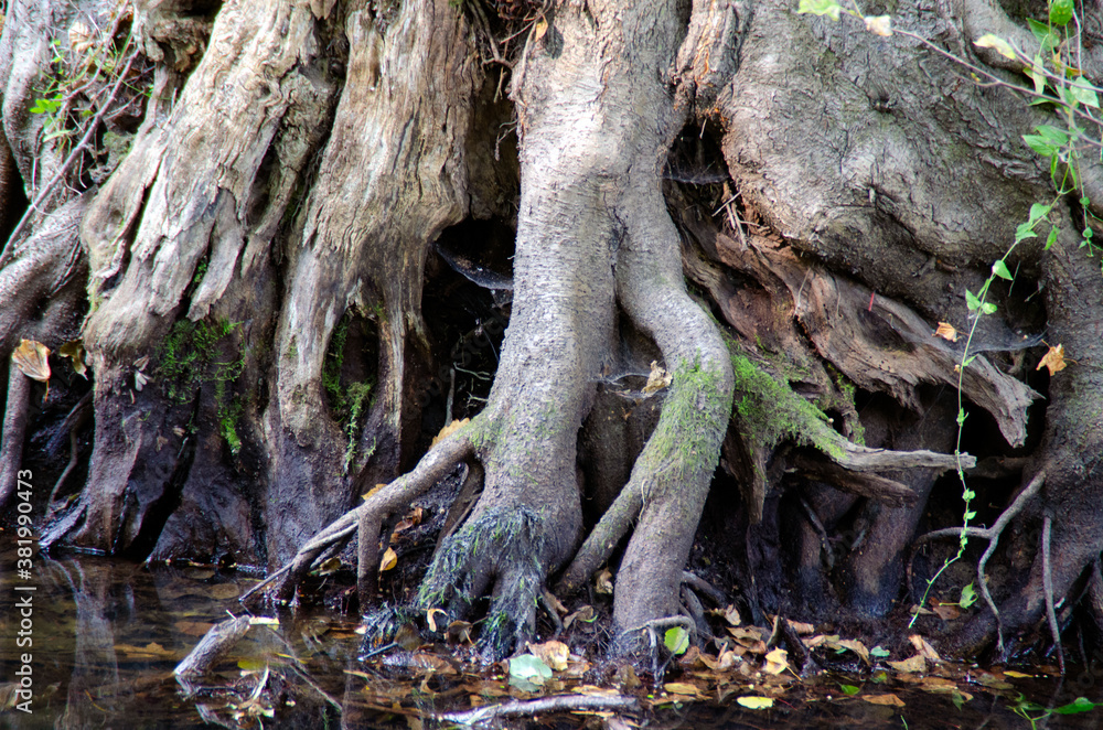 Huge roots of an old tree above the water close-up.