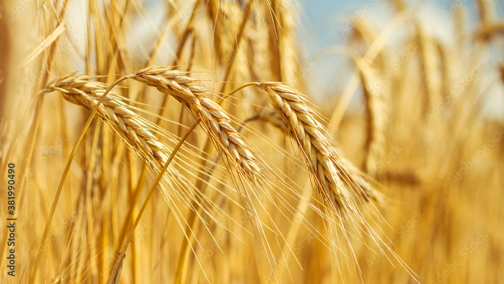 Rural landscape - field common wheat (Triticum aestivum) in the rays of the summer sun, close-up Rural landscape - field common wheat (Triticum aestivum) in the rays of the summer sun, close-up