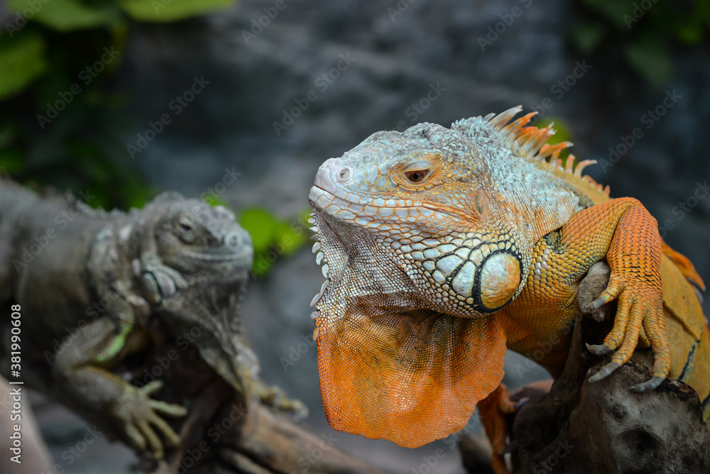 Fototapeta premium Nice big iguana sitting on the rocks in zoo close up macro portrait of lizard reptile
