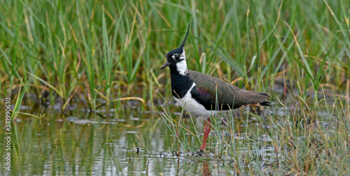 Northern lapwing / Kiebitz (Vanellus vanellus) photo