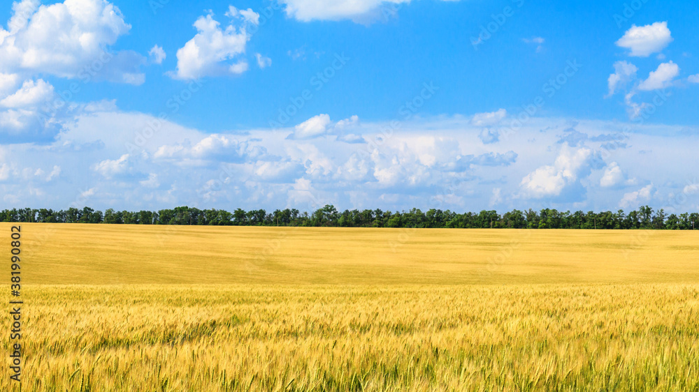 Rural landscape, banner - field of young wheat in the rays of the summer sun on a hot day
