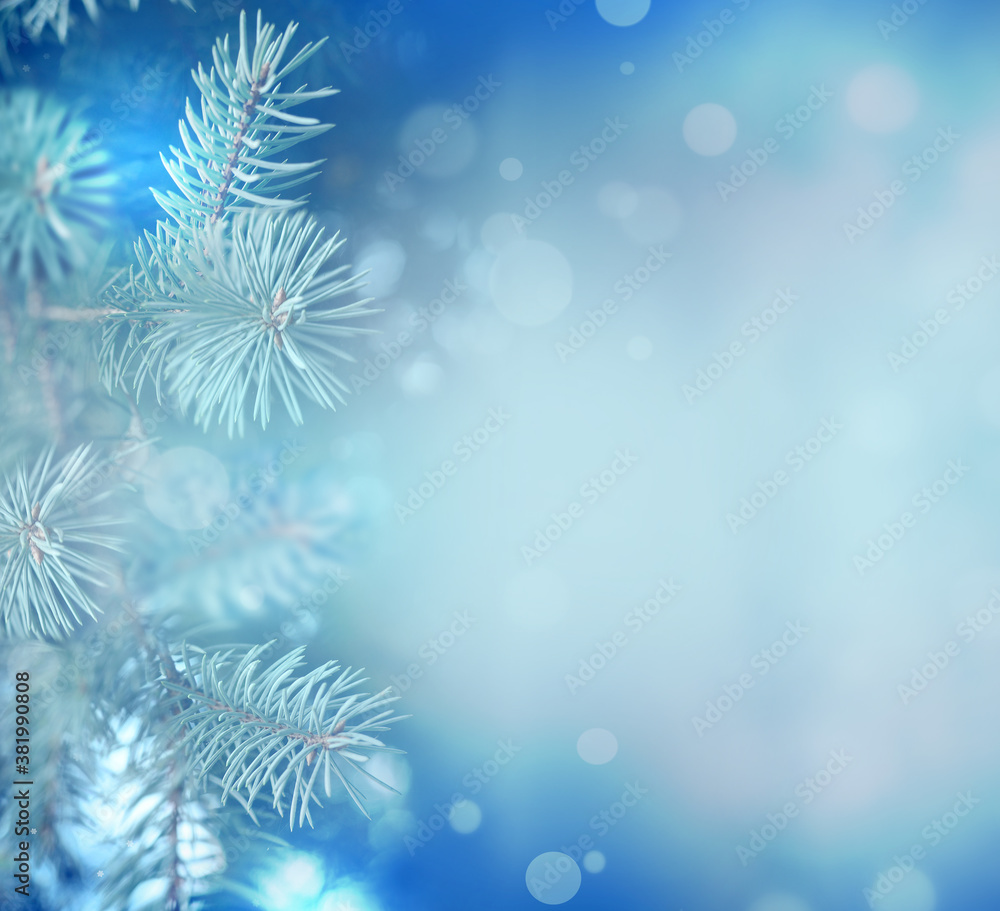 Fir Blue Pine Branch - Christmas Holidays Background