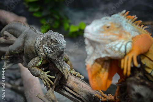 Nice big iguana sitting on the rocks in zoo close up macro portrait of lizard reptile © Serhii