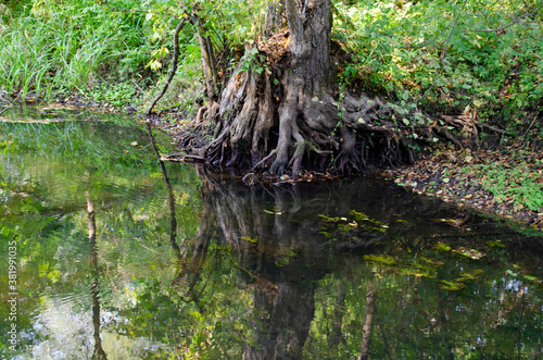 Huge twisted roots of an old tree over a pond.