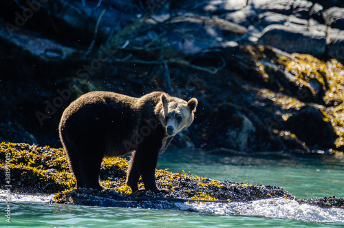 Canadian Grizzly on the BC shore