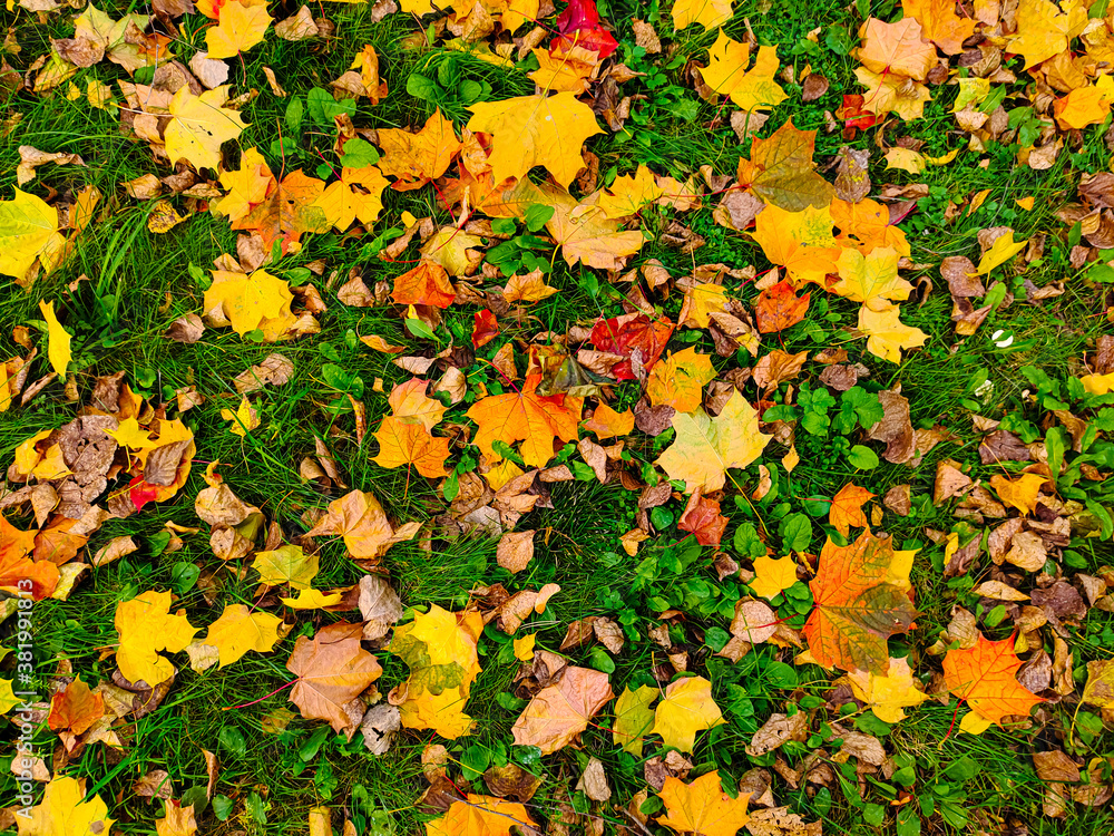 Yellow and red maple leaves lie on the grass. Good background for autumn collages. Yellow and red maple leaves lie on the grass. Good background for autumn collages.