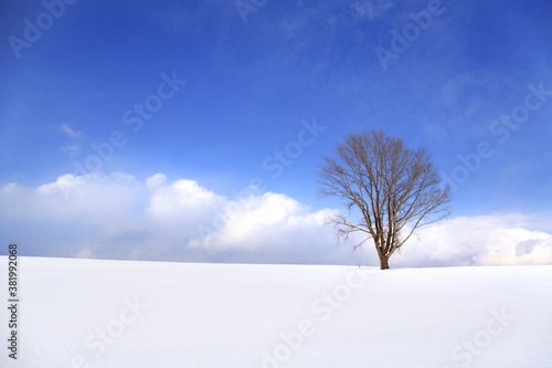冬の哲学の木