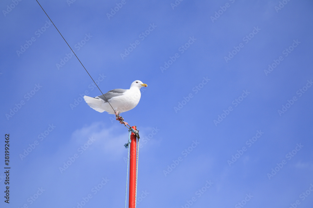 Obraz premium カモメ