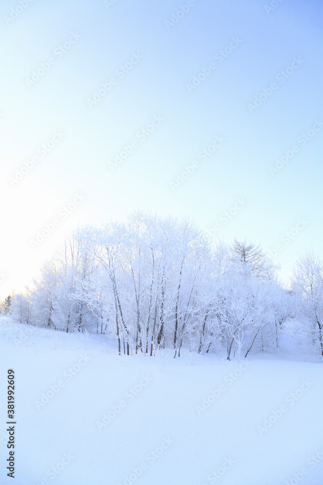 雪原の樹氷