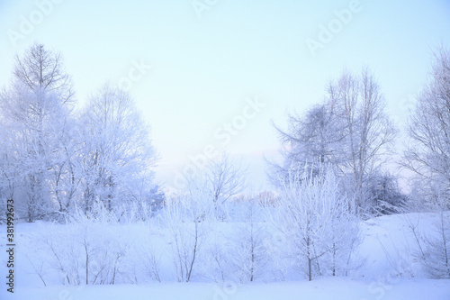 雪原の樹氷