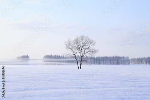 雪原の一本の木