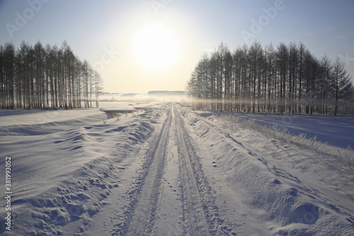 冬の一本道