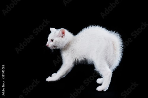 Cute White Kitten Hissing with Back Arched isolated on black background.