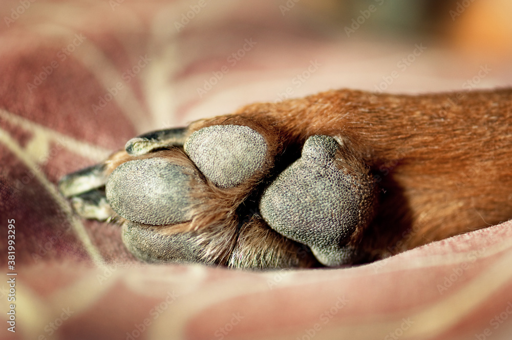 Close up of brown dogs paw isolated from background. Close up of brown dogs paw isolated from background.