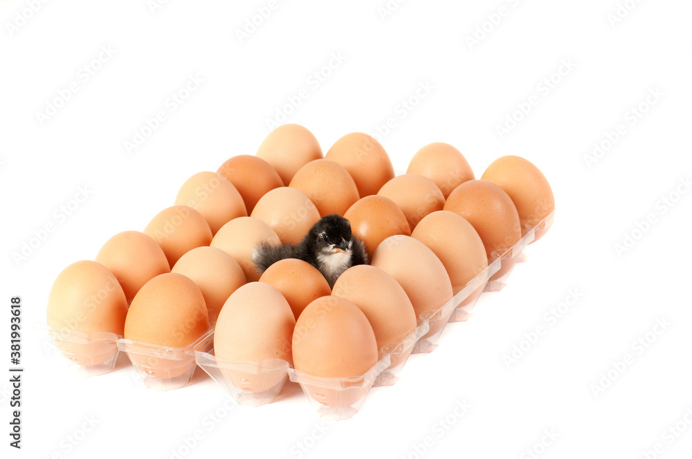 Newly hatched chicken sitting among brown eggs isolated on white with copy space. Newly hatched chicken sitting among brown eggs isolated on white with copy space.