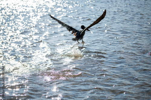 brown pelican flying in the water