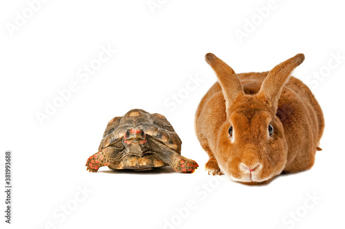 Bunny Rabbit and tortoise looking to start the fabled race isolated on white with copy space.