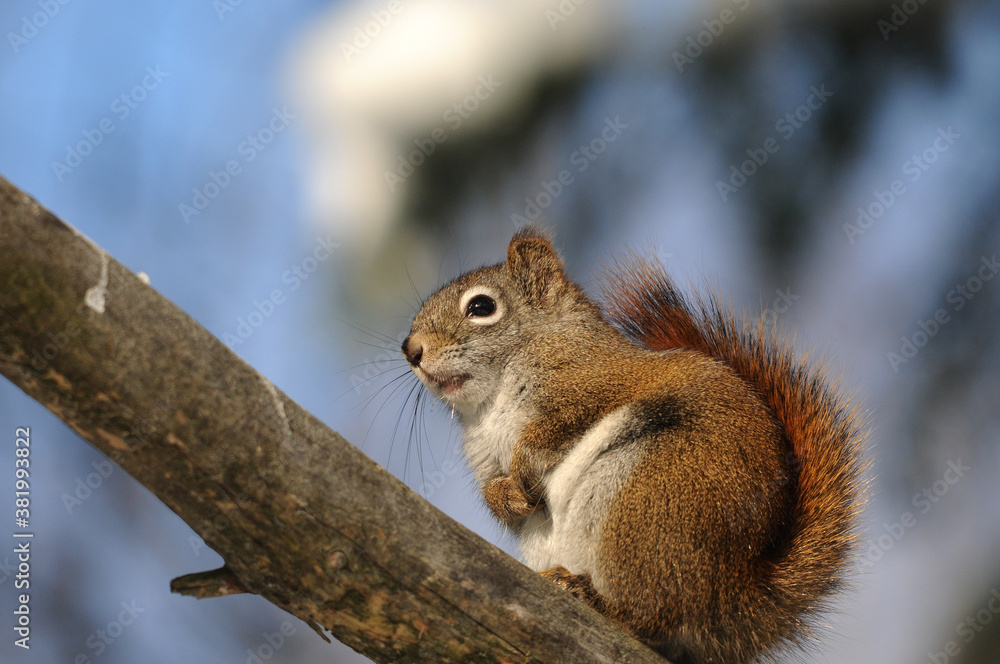 Squirrel Stock Photos. Close-up profile view in the forest sitting on a branch tree with blur background displaying its brown fur, bushy tail in its habitat and environment. Picture. Image. Portrait. Squirrel Stock Photos. Close-up profile view in the forest sitting on a branch tree with blur background displaying its brown fur, bushy tail in its habitat and environment. Picture. Image. Portrait.