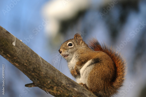 Squirrel Stock Photos. Close-up profile view in the forest sitting on a branch tree with blur background displaying its brown fur, bushy tail in its habitat and environment. Picture. Image. Portrait.