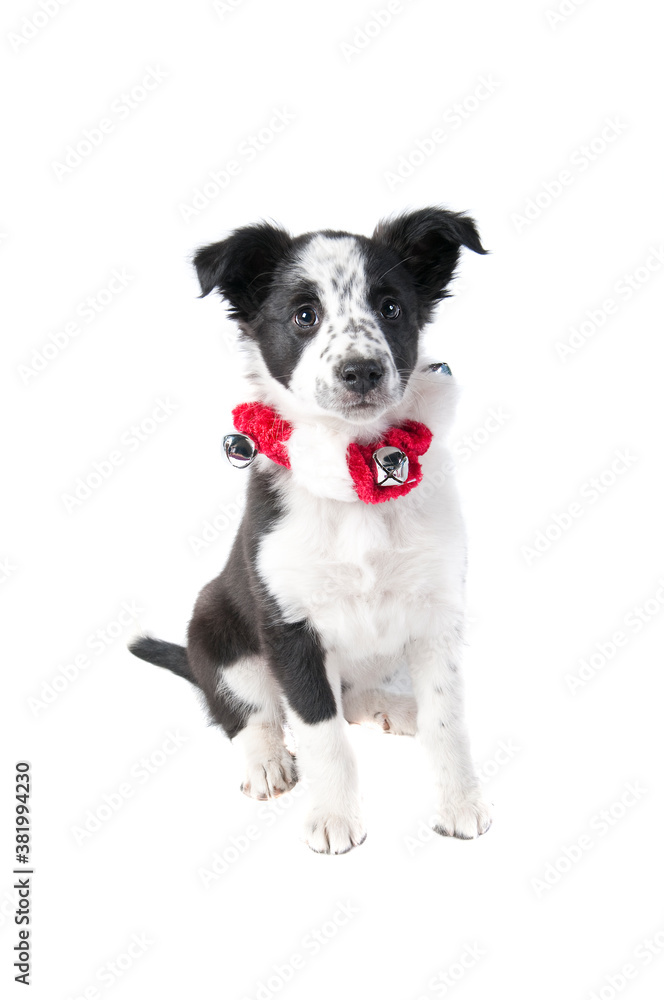 Border Collie Dog in Holiday Christmas Attire isolated on white Border Collie Dog in Holiday Christmas Attire isolated on white