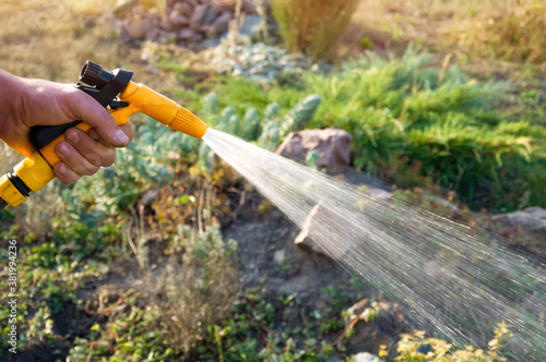 Male hand holding a hose and watering plants in the garden