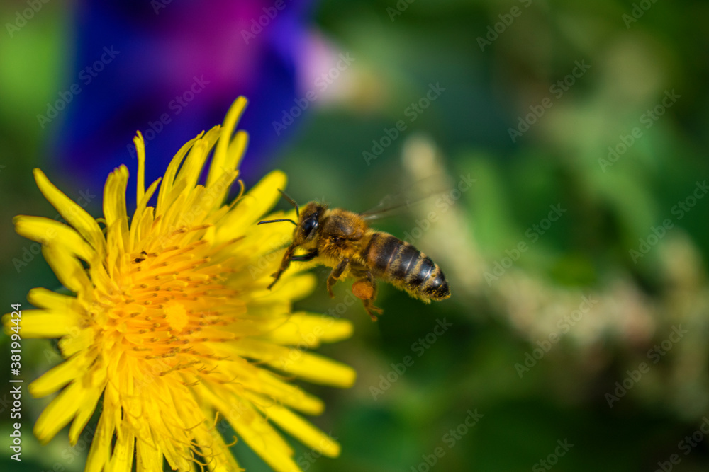 a bee pollinates a dandelion on a background of flowers a bee pollinates a dandelion on a background of flowers