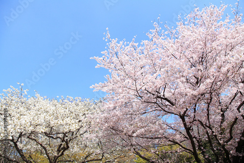 Wallpaper Mural 桜 Torontodigital.ca
