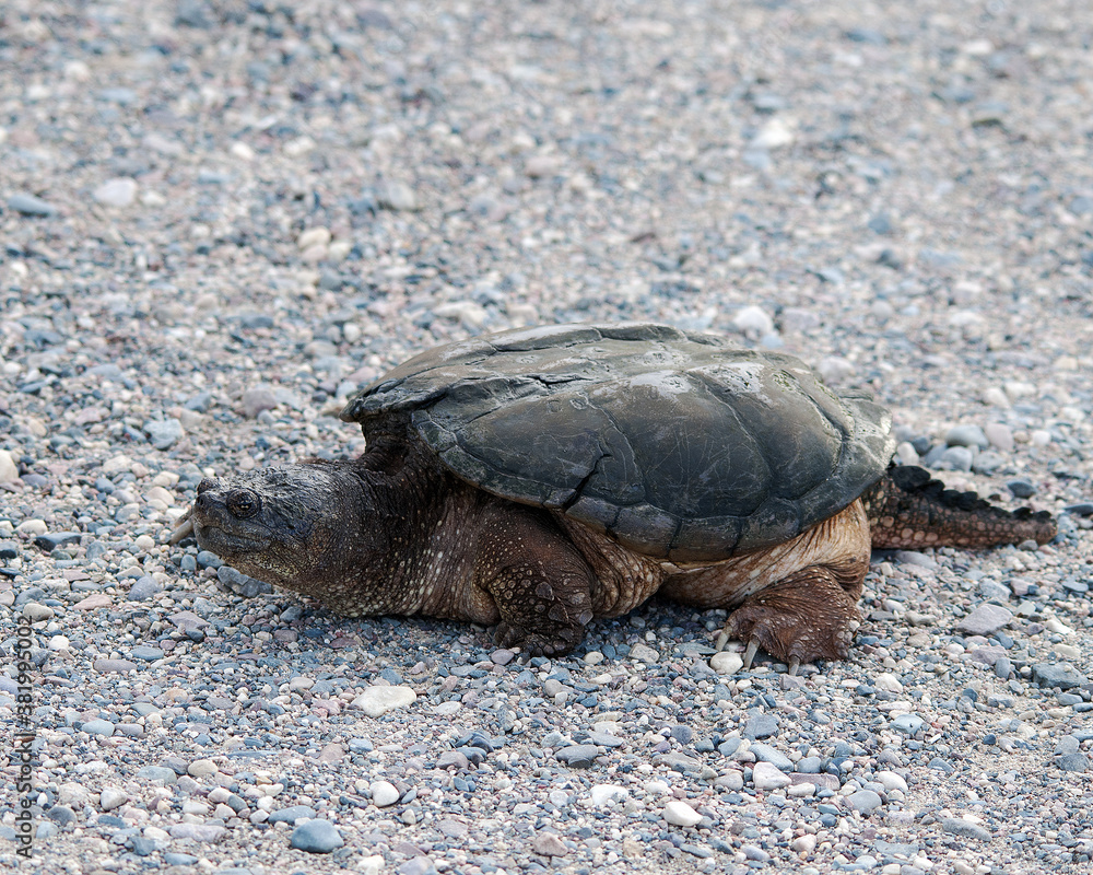 Snapping turtle photo stock. Snapping turtle close-up profile view ...