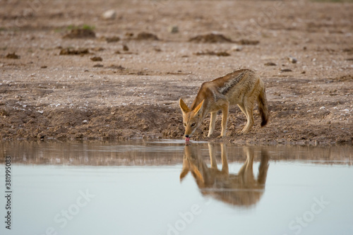 Black Backed Jackal, Nxai Pan National Park, Botswana photo