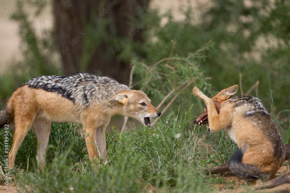 Fototapeta premium Fighting Black Backed Jackals, Kgalagadi Transfrontier Park, South Africa