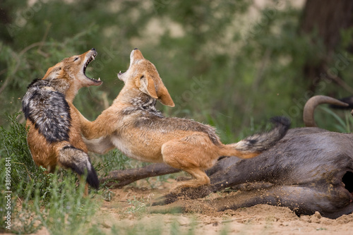 Fighting Black Backed Jackals, Kgalagadi Transfrontier Park, South Africa photo