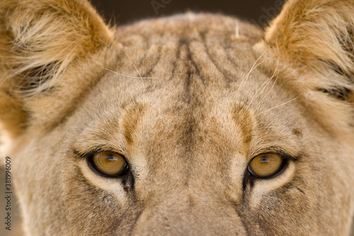 Lion in Kalahari Desert, Kgalagadi Transfrontier Park, South Africa