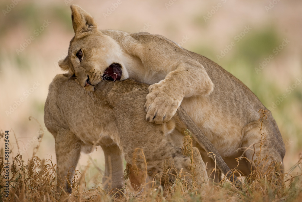 Obraz premium Lion Cubs in Kalahari Desert, Kgalagadi Transfrontier Park, South Africa