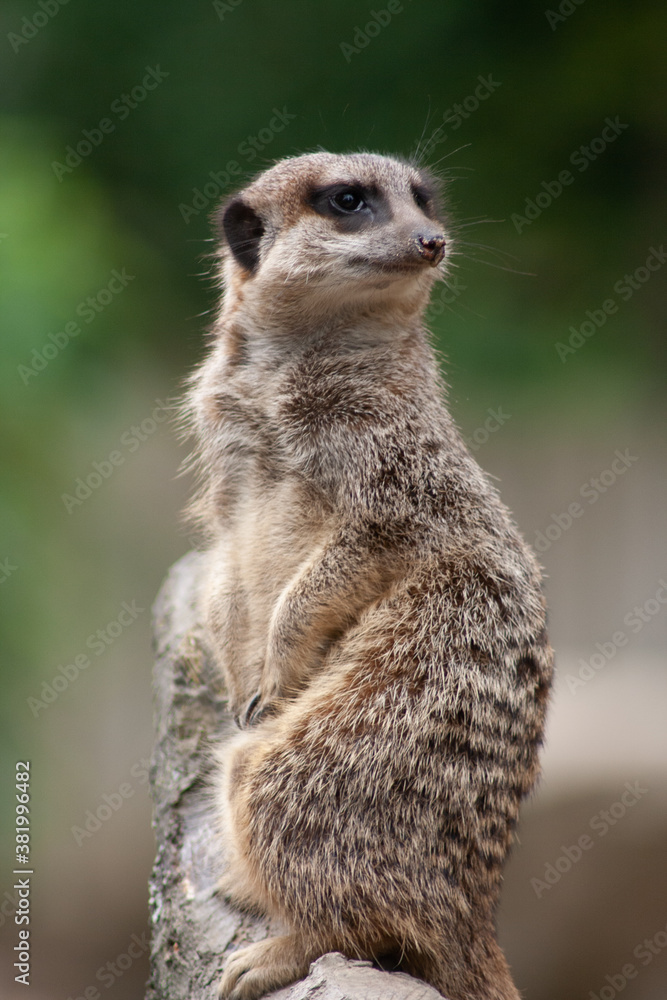 Fototapeta premium meerkat on the lookout