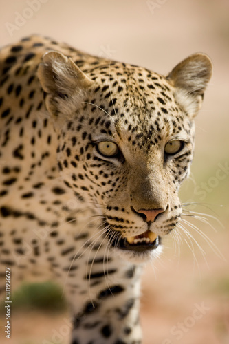 Leopard in Kalahari Desert  Kgalagadi Transfrontier Park  South Africa