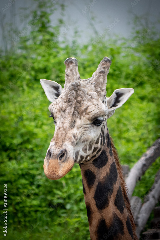 Beautiful giraffes in the Prague Zoo.