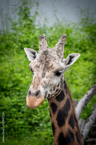 Beautiful giraffes in the Prague Zoo. © Petr